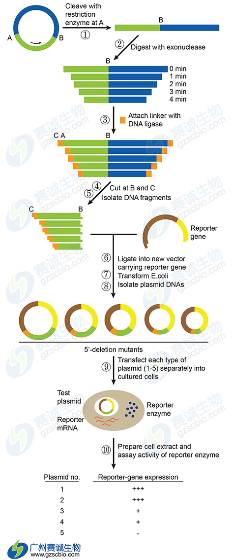 1461121938099051993.png 7.2 Promoter片段缺失Luciferase分析.png