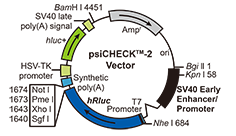 1461122370075050087.png 6.1 miRNA靶基因Luciferase實(shí)驗常用載體——psiCHECK2.png