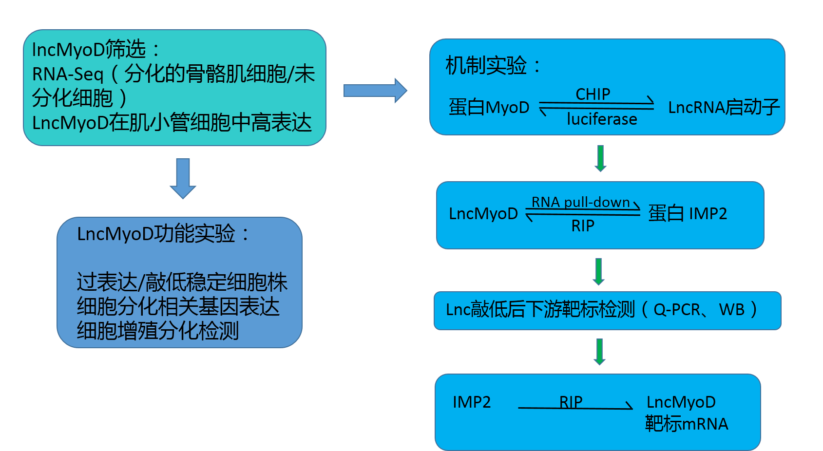 實(shí)驗流程.png
