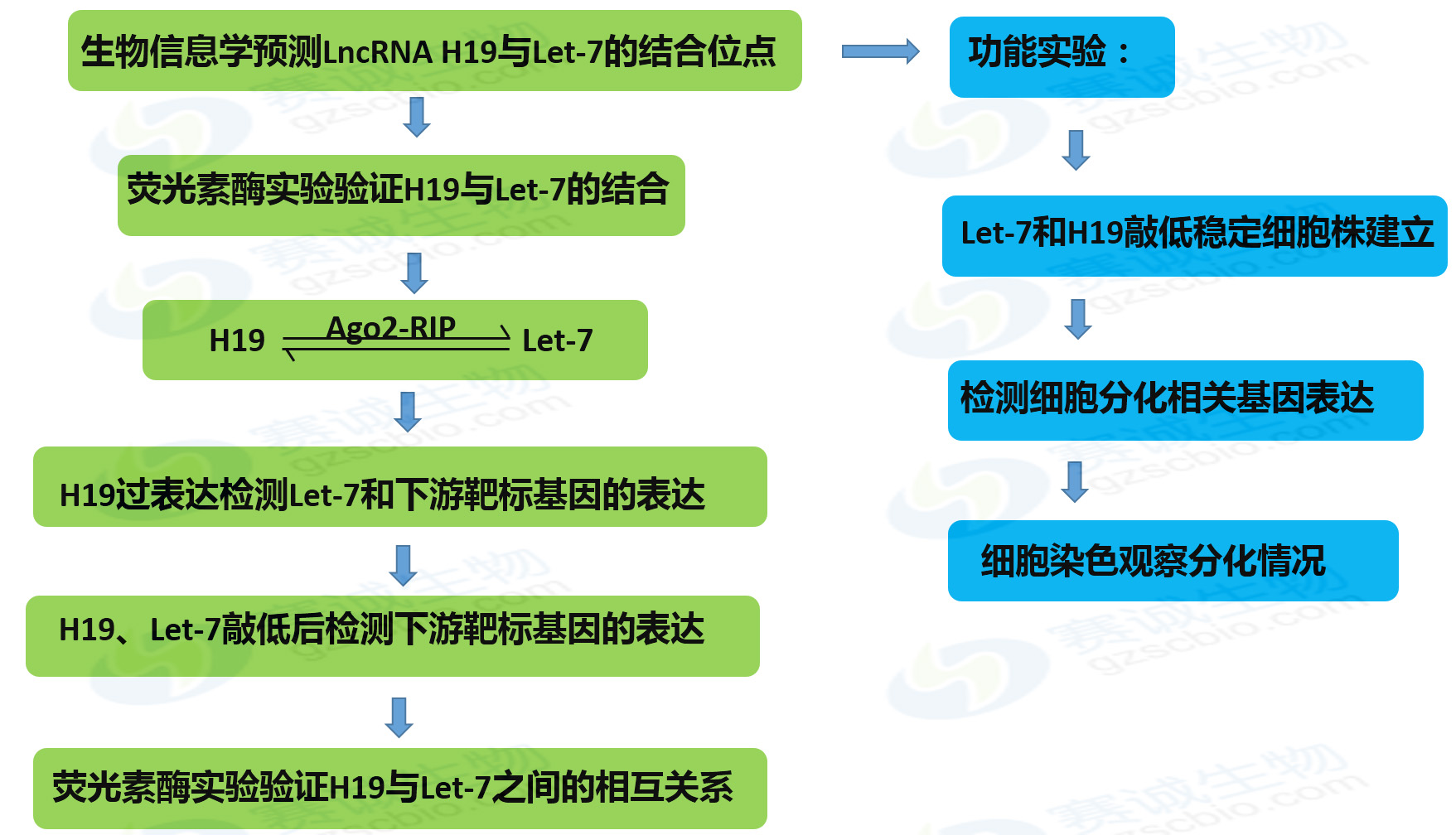 實(shí)驗流程.jpg