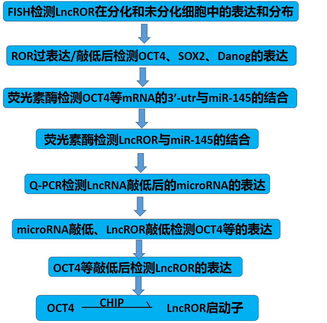 實(shí)驗流程.png