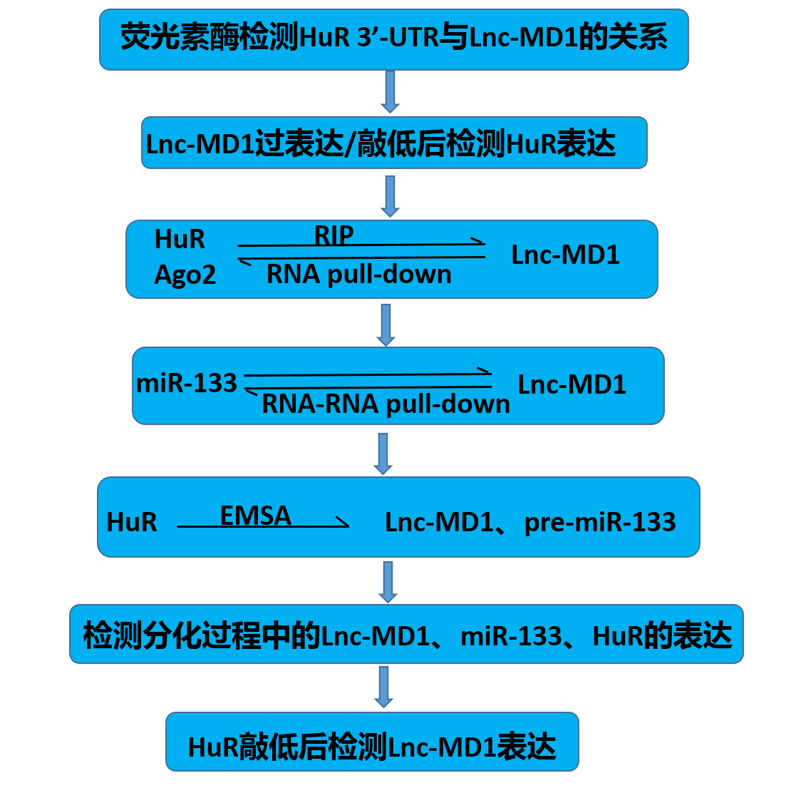 實(shí)驗流程.png