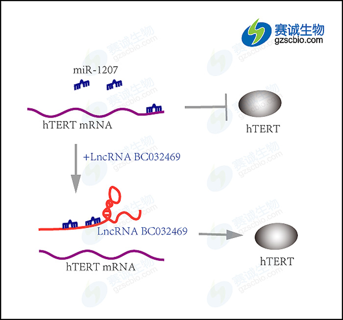 實(shí)驗流程和調控通路.jpg