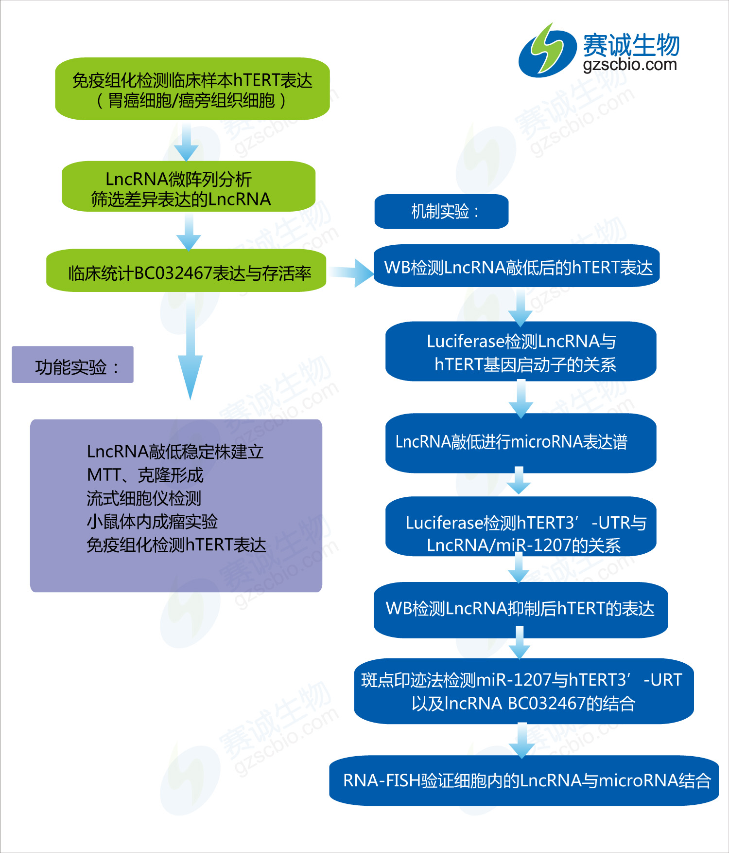 ceRNA機制研究案例（六）.jpg