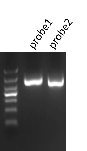 1508140030397090640.png DNA pull-down探針跑膠.png