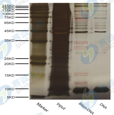 1508140052952065706.png DNA pull-down銀染圖.png
