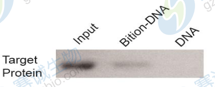 1508140062771048769.png DNA pull-down結果WB.png