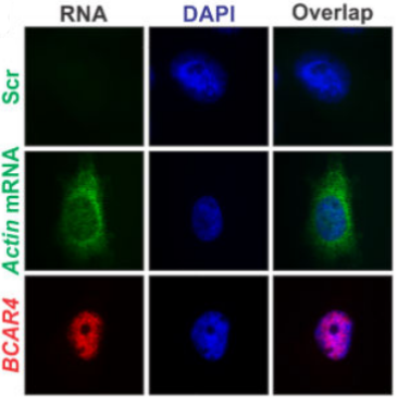 RNA FISH結果.png