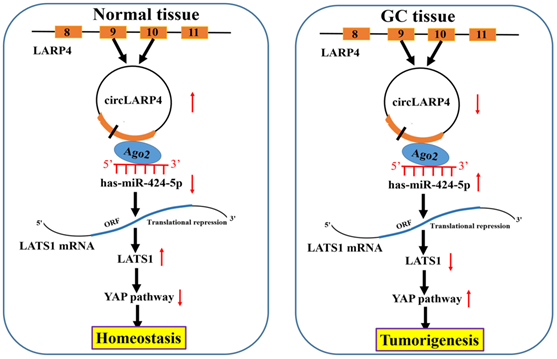 1512455197935043672.jpg 1512444007(1).jpg