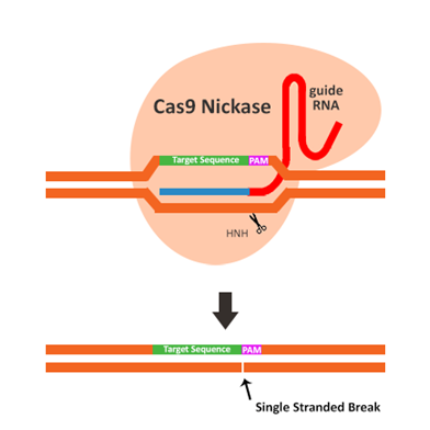 3.1.3不同的Cas9系統①.png