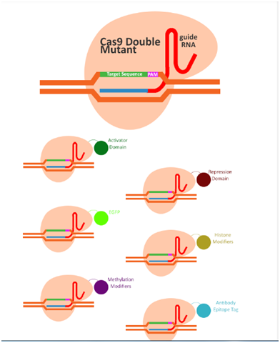 1552445216089024563.png 3.2CRISPR-dCas9系統.png