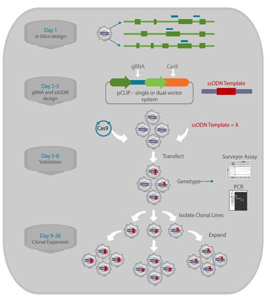 1552458339995062495.png 3.3dCas9技術(shù)路線(xiàn).png