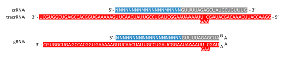 3.3.1gRNA設計①.png