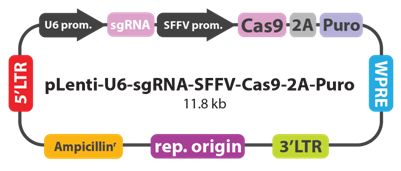 1553049079858019467.png 3.1.4CRISPR-Cas9基因敲除系統①.png