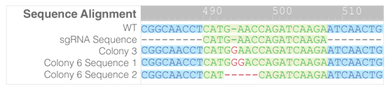 1553049128397039406.png 3.1.4CRISPR-Cas9基因敲除系統③.png