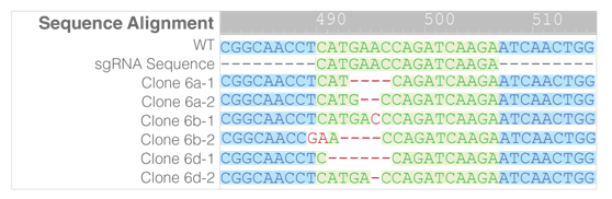 1553049158388036643.png 3.1.4CRISPR-Cas9基因敲除系統④.png