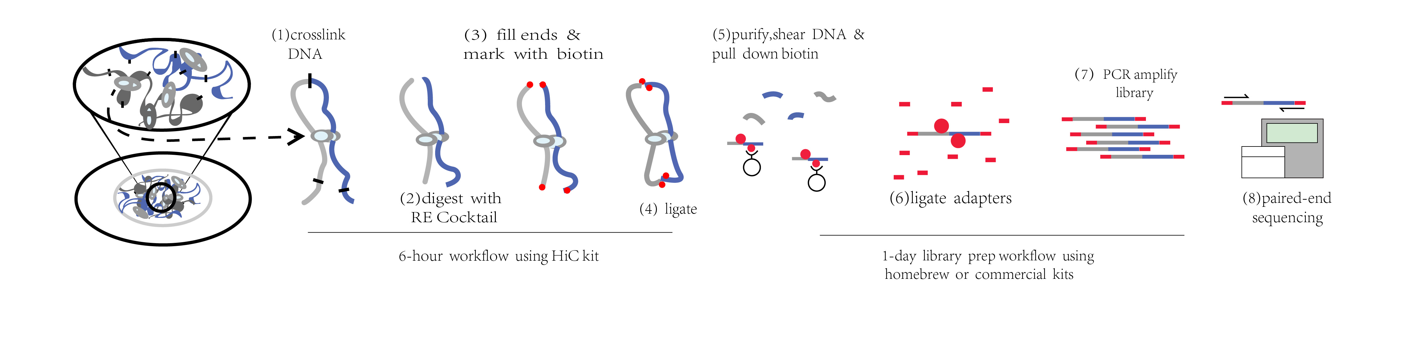 1555395680885031322.jpg Hi-C技術(shù)流程-01.jpg