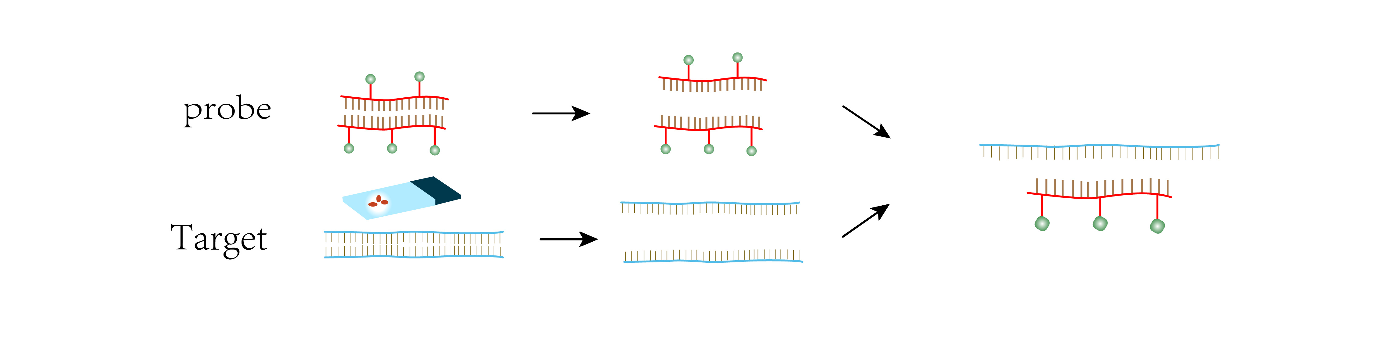 1555396282856023004.jpg fish技術(shù)流程-01.jpg